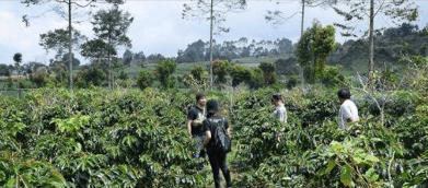 Coffee farmer harvesting beans in Gayo highlands