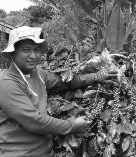 Coffee farmer harvesting beans in Gayo highlands